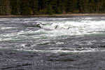 Golven door hoogtij in de Skookumchuck Narrows in de Sechelt Inlet