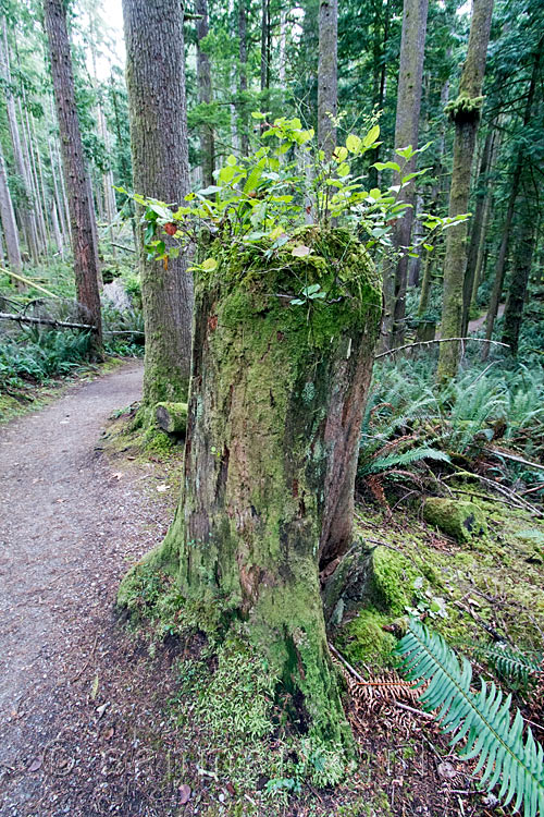 Een nursing tree langs het wandelpad bij de Skookumchuck Narrows