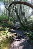 Het wandelpad door de schitterende natuur naar Botanical Beach op Vancouver Island