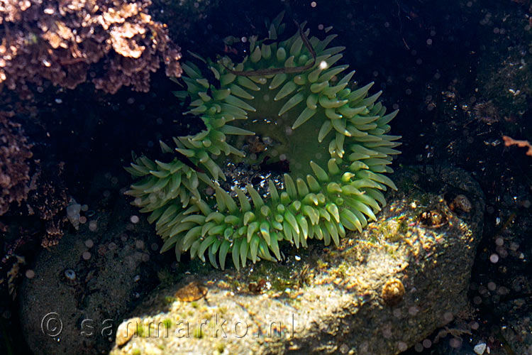 Een zee anemoon in een van de potholes op Botanical Beach