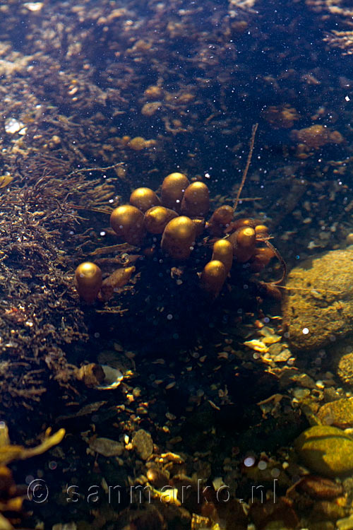 Sea Sacs in een van de potholes op de Botanical Beach bij Sooke