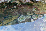 Kleine zee anemomen in de potholes op Botanical Beach op Vancouver Island