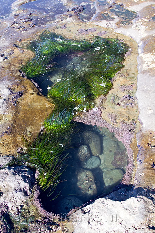 Een mini zee aquarium met surf grass op Botanical Beach