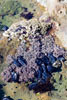 California Mussels in een van de vele pothols op Botanical Beach