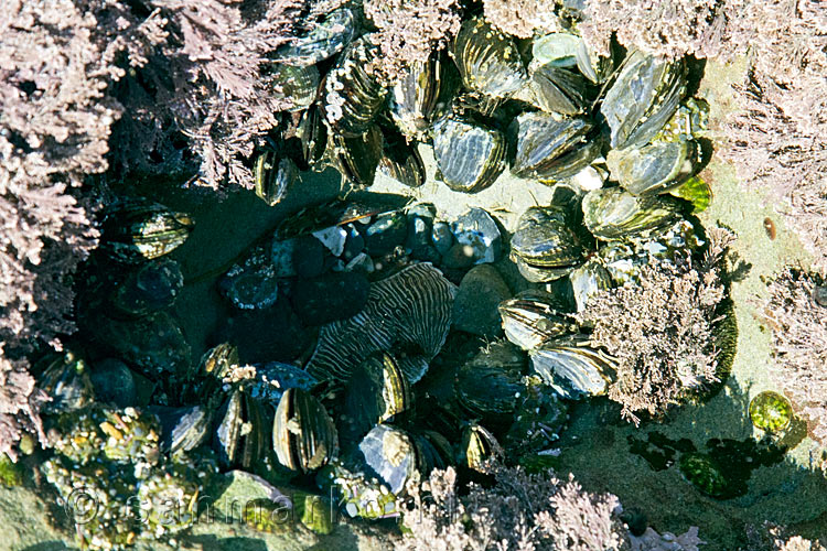 In elke pothole verschillende zee dieren op de Botanical Beach bij Sooke