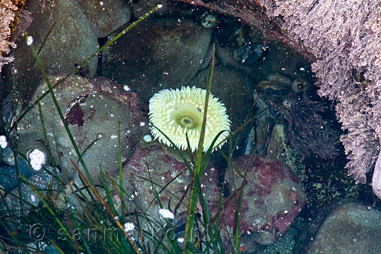 Nog een mooie zee anemoon op de Botanical Beach op Vancouver Island in Canada