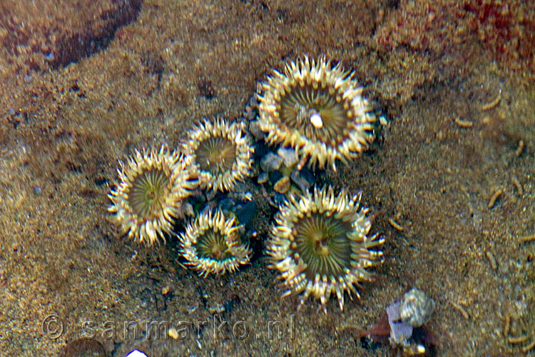 Een groep zee anemomen in een mini zee aquarium op Botanical Beach