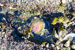 Een zee anemoon in laag water op de Botanical Beach op Vancouver Island