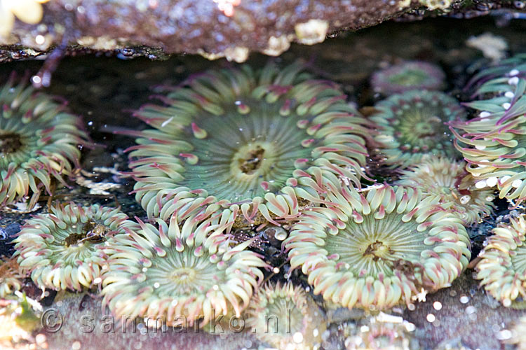 Mooi gekleure zee anemomen op het strand van Botanical Beach bij Sooke