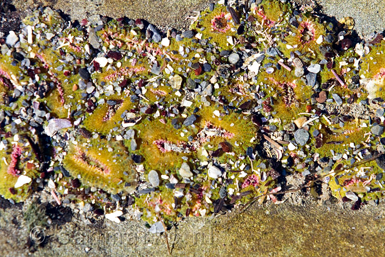 Verschillende kleine zee anemomen langs de kust van de Botanical Beach