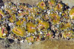 Verschillende kleine zee anemomen langs de kust van de Botanical Beach