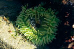 Een groene zeeanemoon verstopt in een van de potholes op Botanical Beach