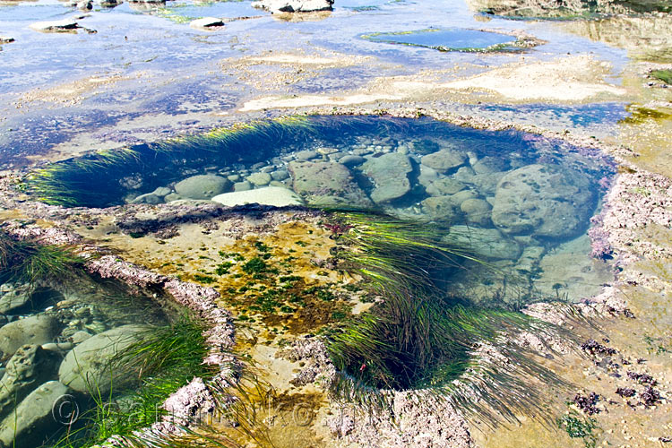 Grote schitterende potholes op de Botanical Beach op Vancouver Island