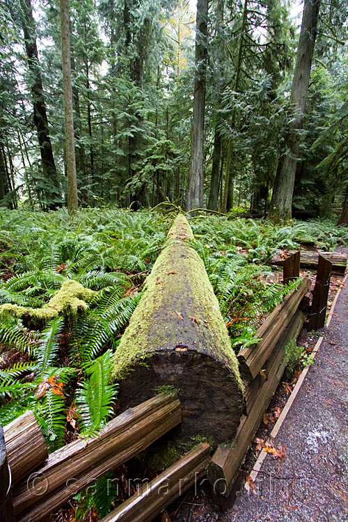 Een grote omgevallen boom langs het wandelpad door de Cathedral Grove