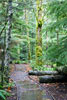 In de stromende regen wandelend door de Cathedral Grove op Vancouver Island