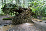 De wortels van een omgevallen Gian Cedar in de Cathedral Grove