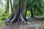 Het wandelpad tussen de Giant Cedars in de Cathedral Grove aan de Alberni Highway