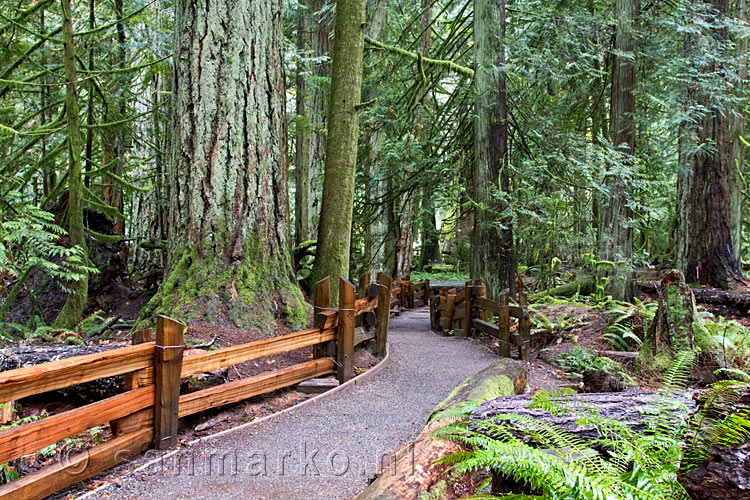 Door de schitternde natuur het wandelpad door de Cathedral Grove 