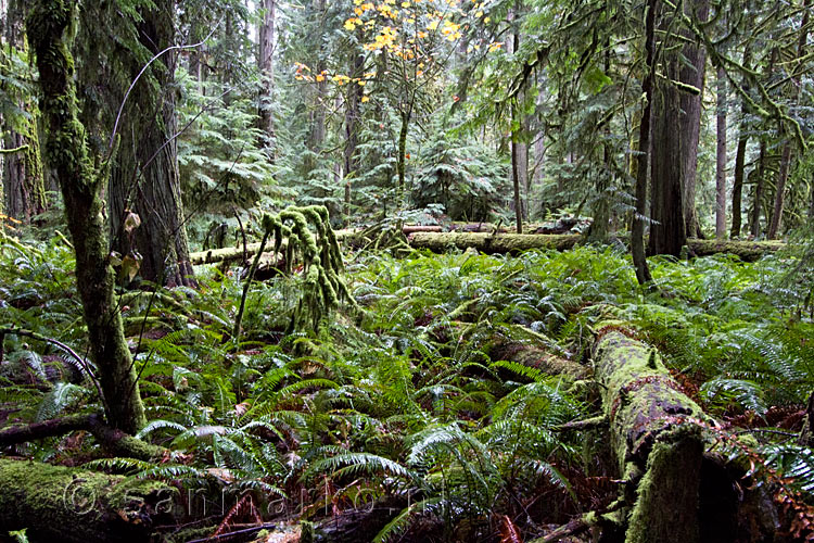 Varens tussen de Giant Cedars in het bos van de Cathedral Grove