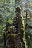 Een nursing tree in de Cathedral Grove op Vancouver Island