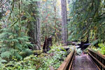 Een mooi uitzicht vanaf het wandelpad op de Cathedral Grove