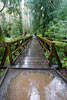 Een brug tussen de Giant Cedars in Cathedral Grove Provincial Park