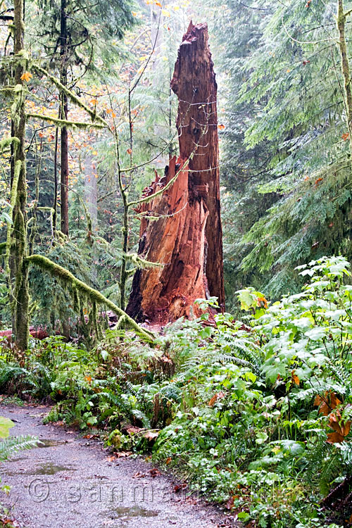 Met grof geweld is deze boom omgevallen in de Cathedral Grove op Vancouver Island