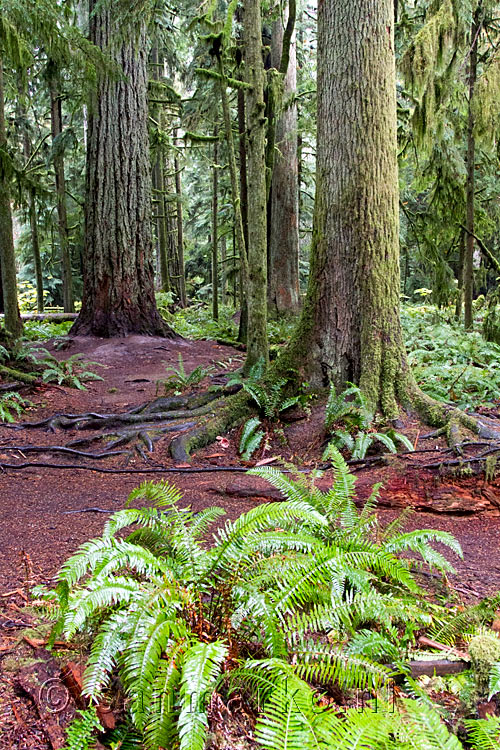 De mooie natuur van de Cathedral Grove aan de Alberni Highway