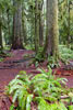 De mooie natuur van de Cathedral Grove aan de Alberni Highway