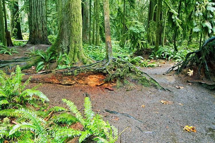 De verschillende kleuren groen van de Cathedral Grove op Vancouver Island