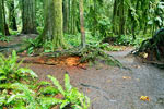 De verschillende kleuren groen van de Cathedral Grove op Vancouver Island