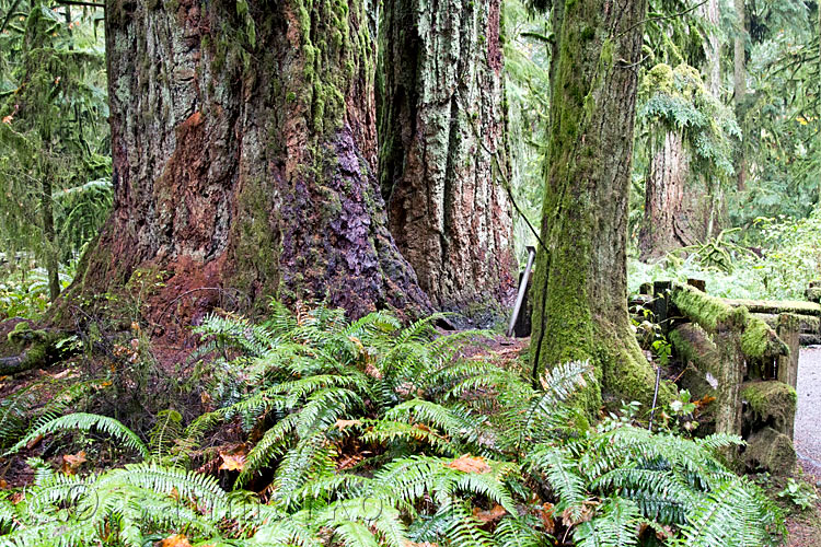 Langs het wandelpad de grote Giant Cedars in de Cathedral Grove