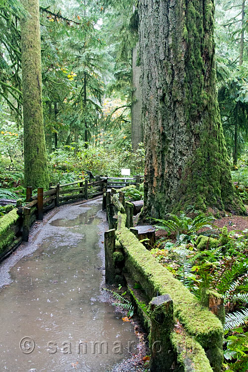 Het wandelpad in de stromende regen door de Cathedral Grove in Canada