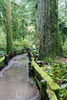 Het wandelpad in de stromende regen door de Cathedral Grove in Canada