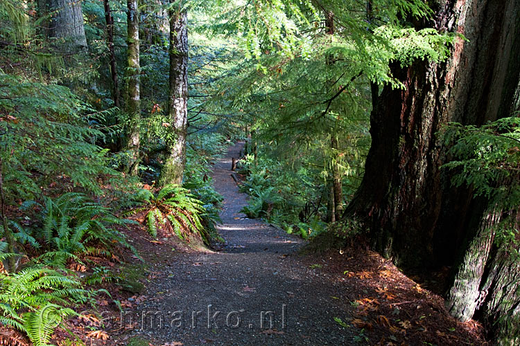 Het wandelpad langs de Elk River onderweg naar de tweede Elk Fall bij Campbell River