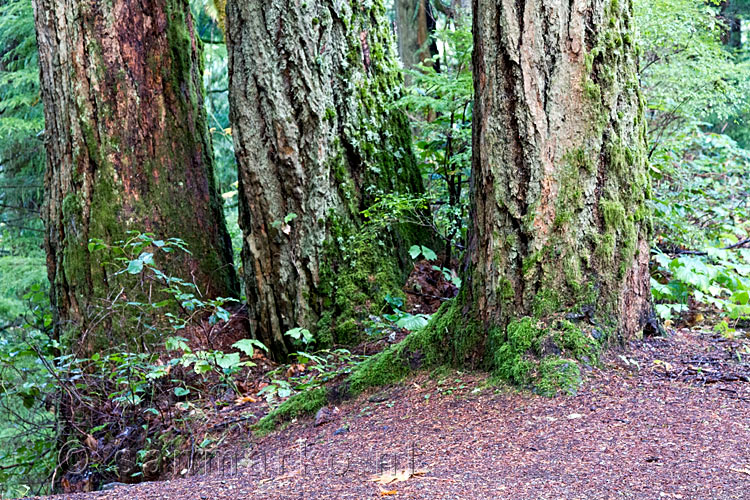 Wandelend door het bos van de Elk Falls Provincial Park bij Campbell River