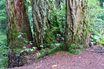 Wandelend door het bos van de Elk Falls Provincial Park bij Campbell River