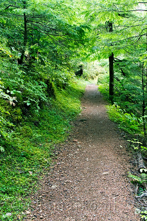 Het wandelpad boven de Elk River terug naar de parkeerplaats van Elk Falls Prov. Park