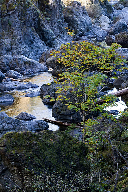 De Sooke River bij Sooke op Vancouver Island in Canada