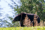 De beer negeert de auto's en graast rustig door op Vancouver Island