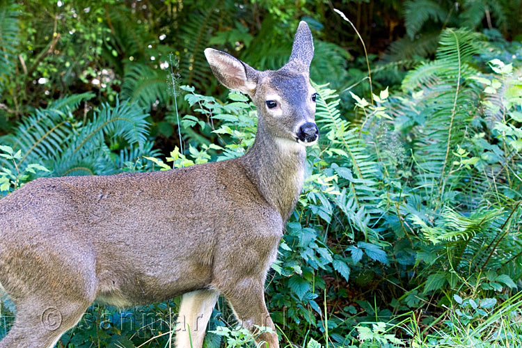 Een hert langs de West Coast Drive bij Sooke op Vancouver Island