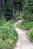 Het wandelpad naar Wall Lake door een mooi bos in Waterton Lakes NP