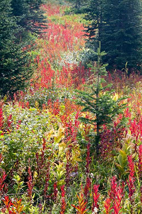 De spectaculaire herfstkleuren bij Wall Lake in Waterton Lakes National Park