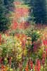 De spectaculaire herfstkleuren bij Wall Lake in Waterton Lakes National Park