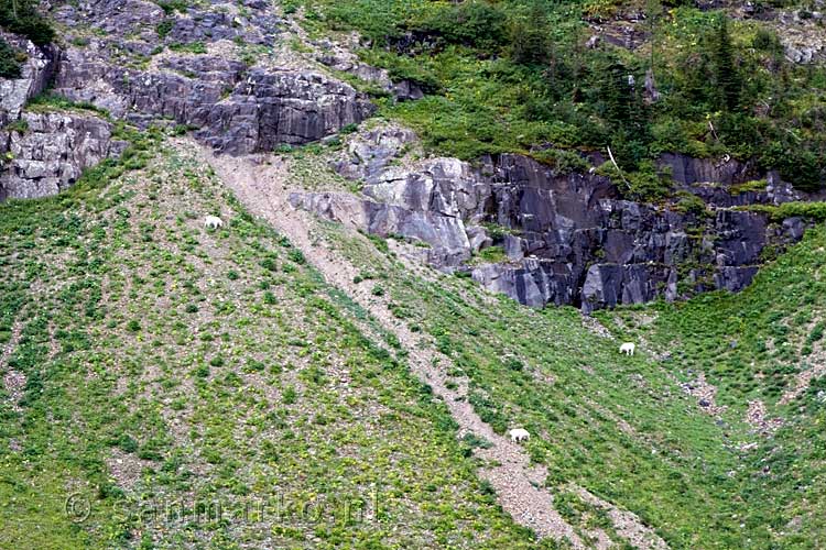 Sneeuwgeiten (Rocky Mountain goat) op de helling aan de oever van Wall Lake in Waterton