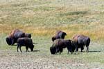 Buffels bij Buffalo Paddock vlakbij Waterton Lakes National Park