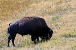 Bij de Buffalo Paddock zijn de buffels behoorlijk dicht bij