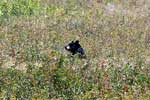 Onze eerste zwarte beer gespot in Waterton Lakes National Park in Canada