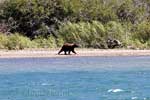 Een zwarte beer wandelend langs de oever van Waterton Lake