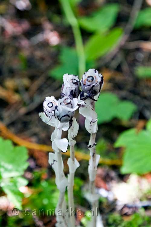 Indian pipe (Monotropa uniflora) langs het wandelpad bij Clearwater Lakes